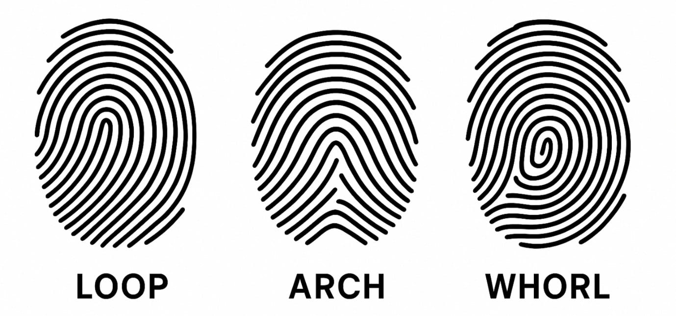 Three different fingerprint patterns shown with the labels "Loop", "Arch", and "Whorl".